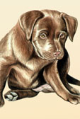 Chocolate Lab